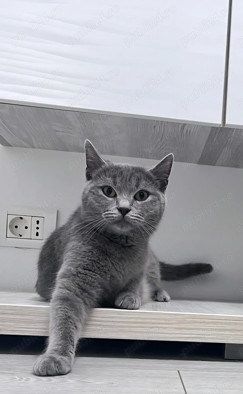 Pisica British Shorthair  Pisica British Shorthair