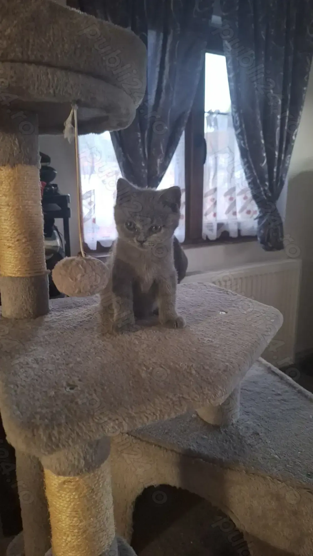 Vind pui pisica  Brithis Shortair  Vind pui pisica  Brithis Shortair