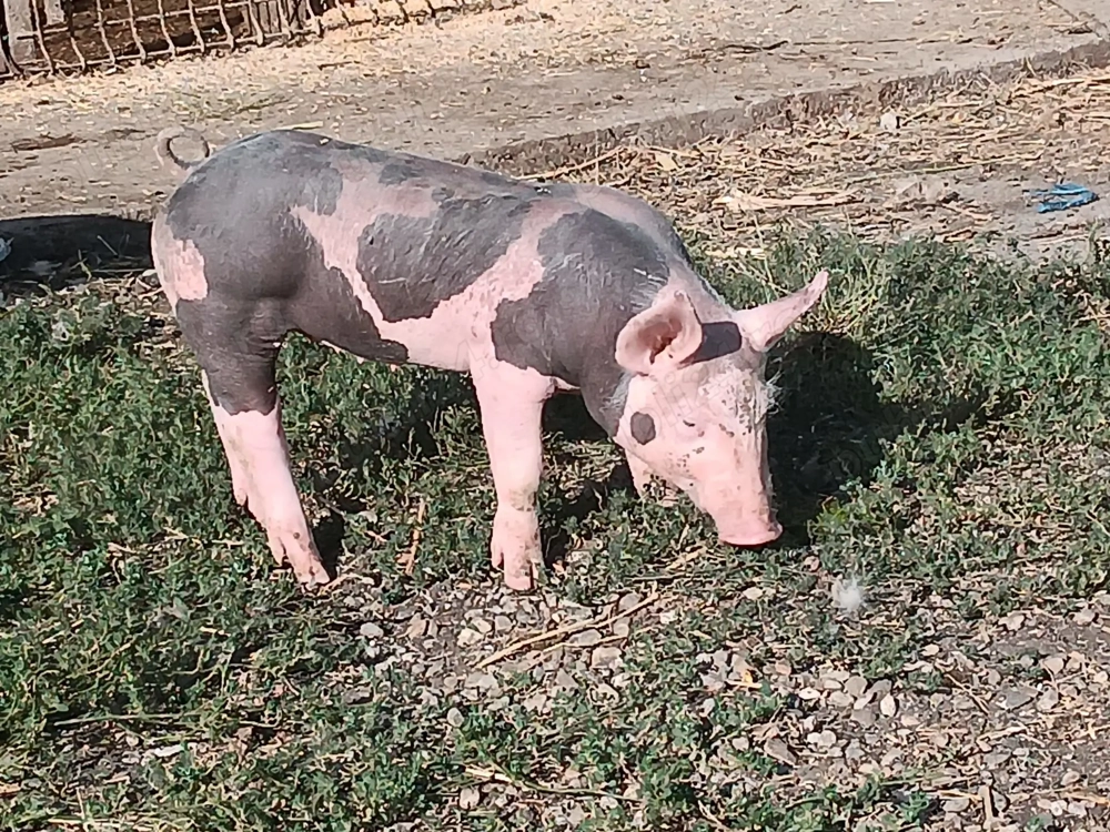 Vând purcei pietrain 