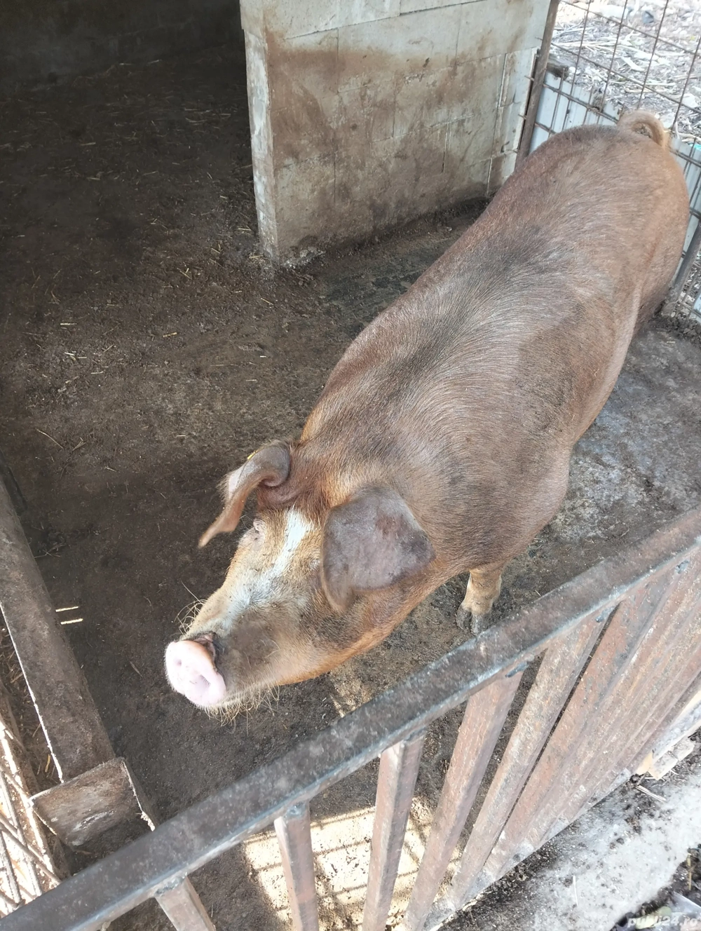 Vând scroafă  Vând scroafă