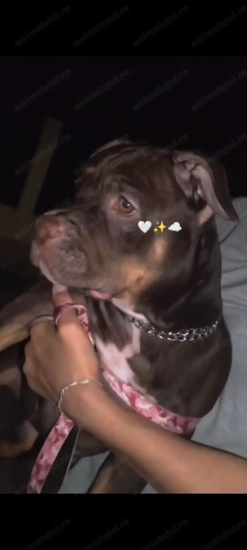 American bully 4 luni fetita  American bully 4 luni fetita