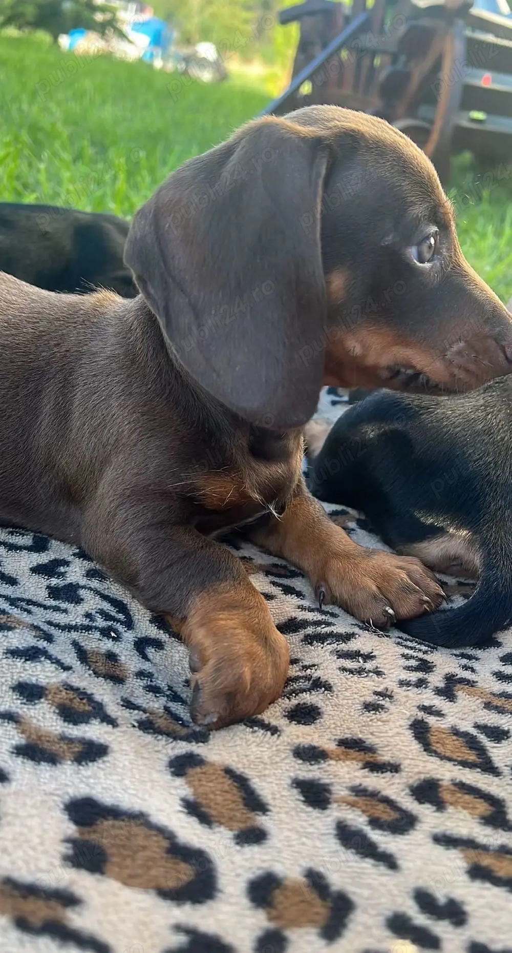 Cautam o căsuța noua!