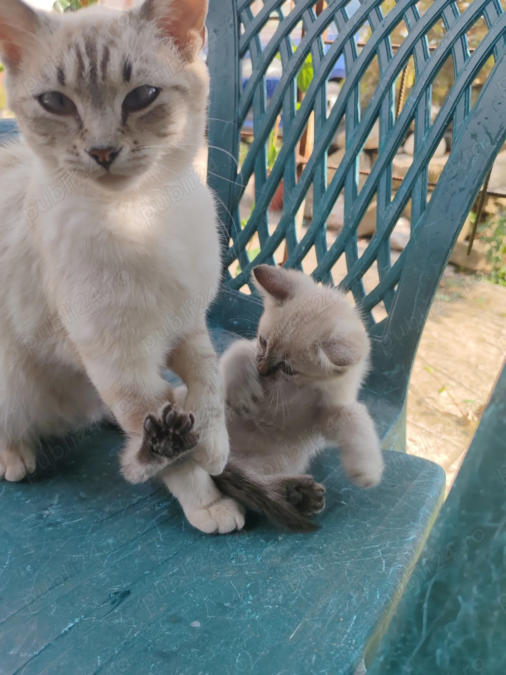 Vind pui pisica,femela,invitata de trei luni,british cu birmaneza Vind pui pisica,femela,invitata de trei luni,british cu birmaneza