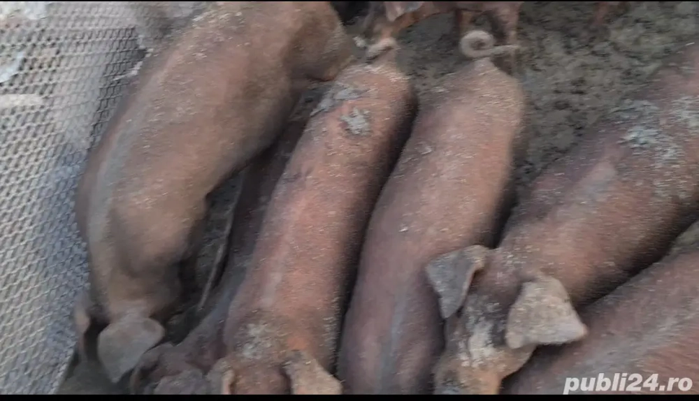 Viericasi si scrofite Duroc genetica de exceptie