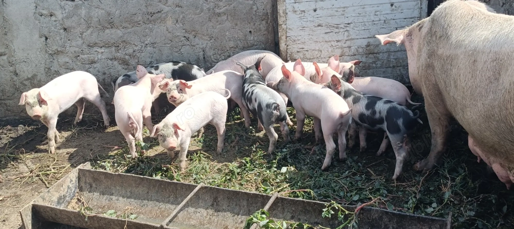 Vând purcei Remetea Mare 