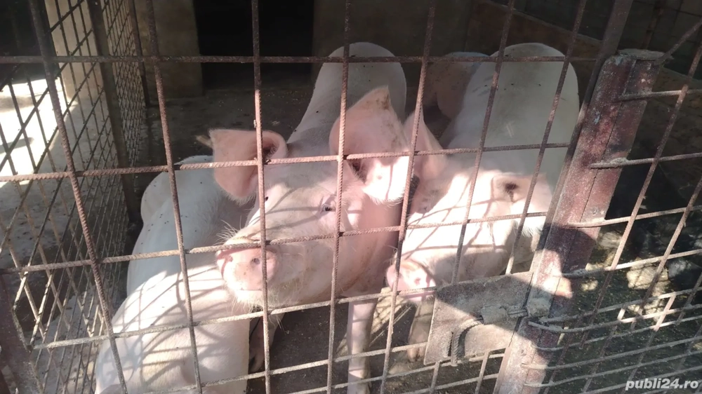 Porci de vânzare  Porci de vânzare