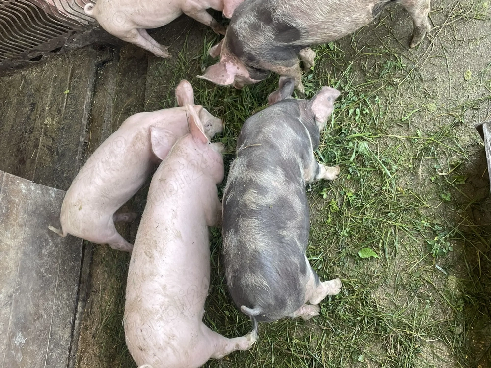 Vând purcei 8 săptămâni Vând purcei 8 săptămâni