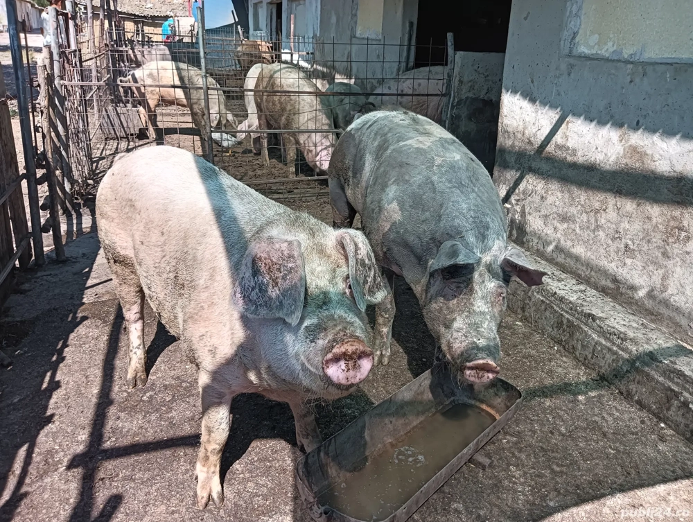 Porci de vânzare 