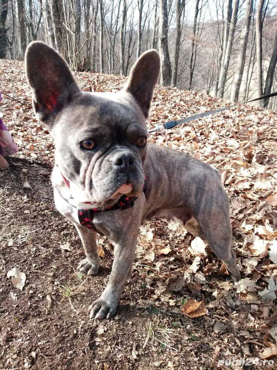 Disponibili cățeluși metis de buldog francez 