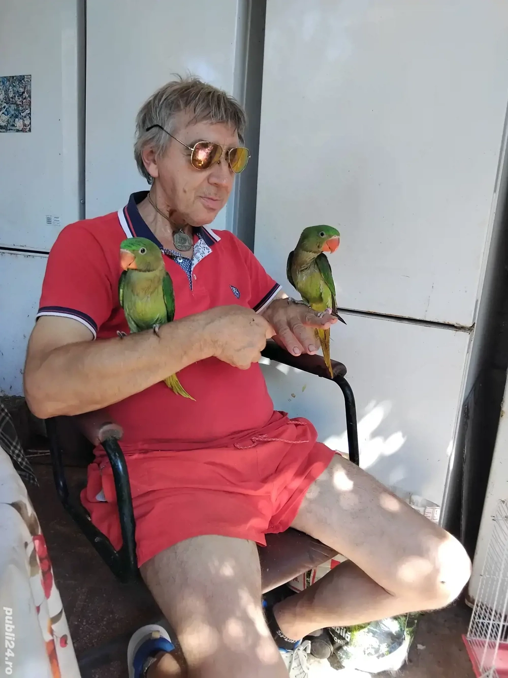 vand pui papagal 2025, blanzi, crecuti la mâna. 