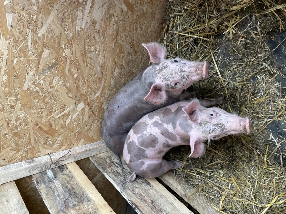 Purcele de rasa pur Petrean 