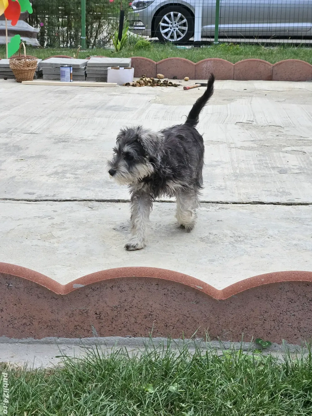 Schnauzer pitic german
