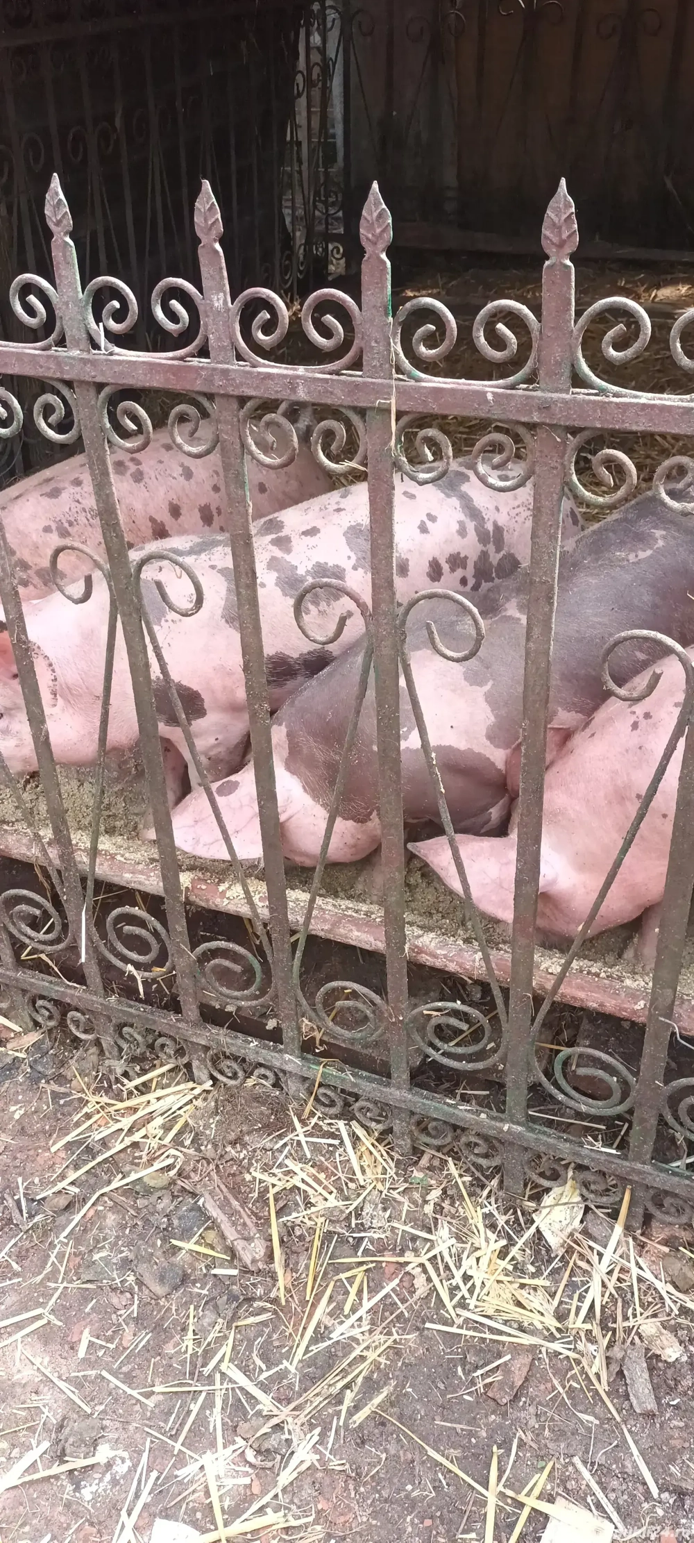 vând șoldănași de 4 luni jumate vând șoldănași de 4 luni jumate