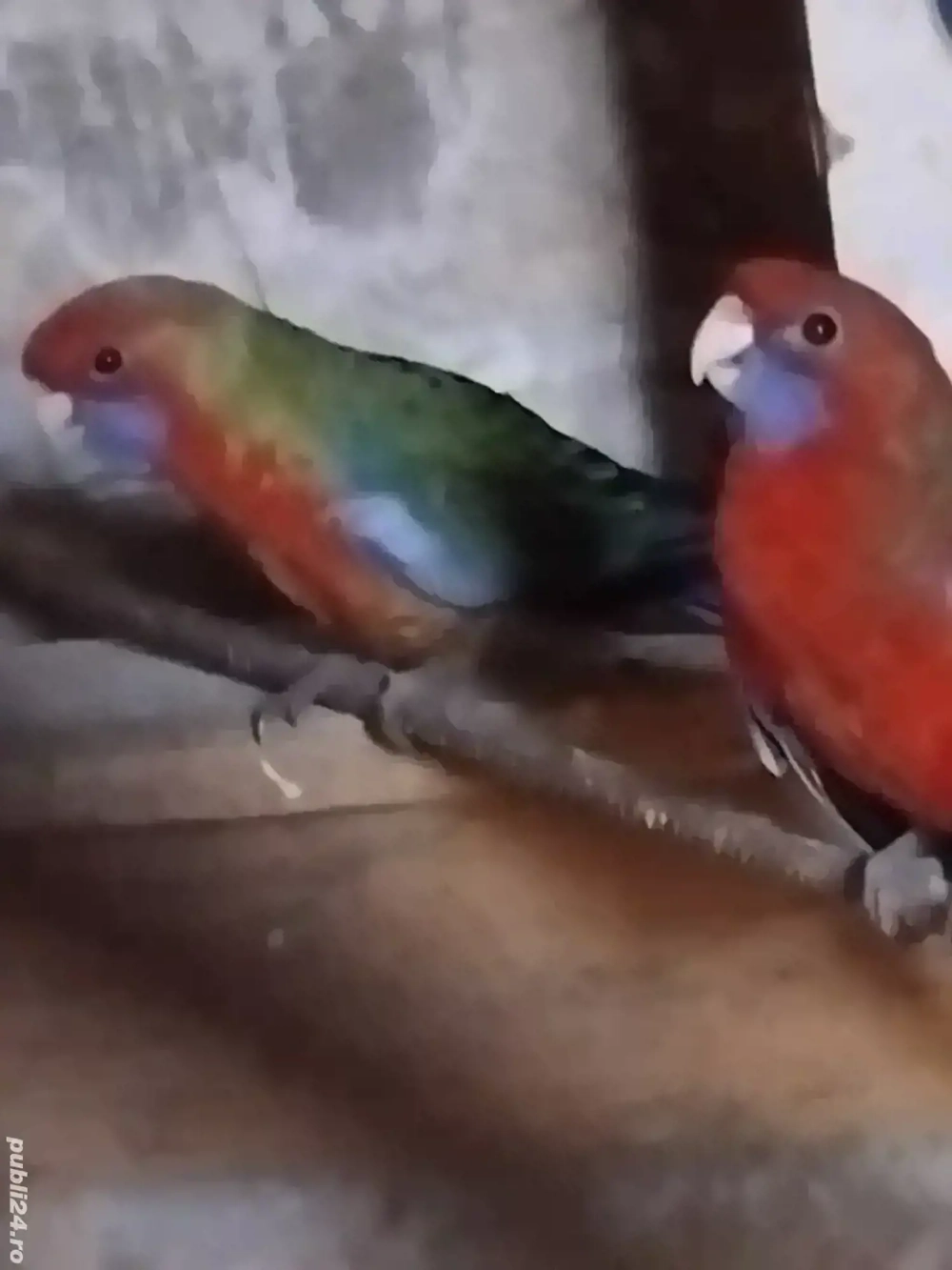 Vând papagali Rosella Penant , pui 2025