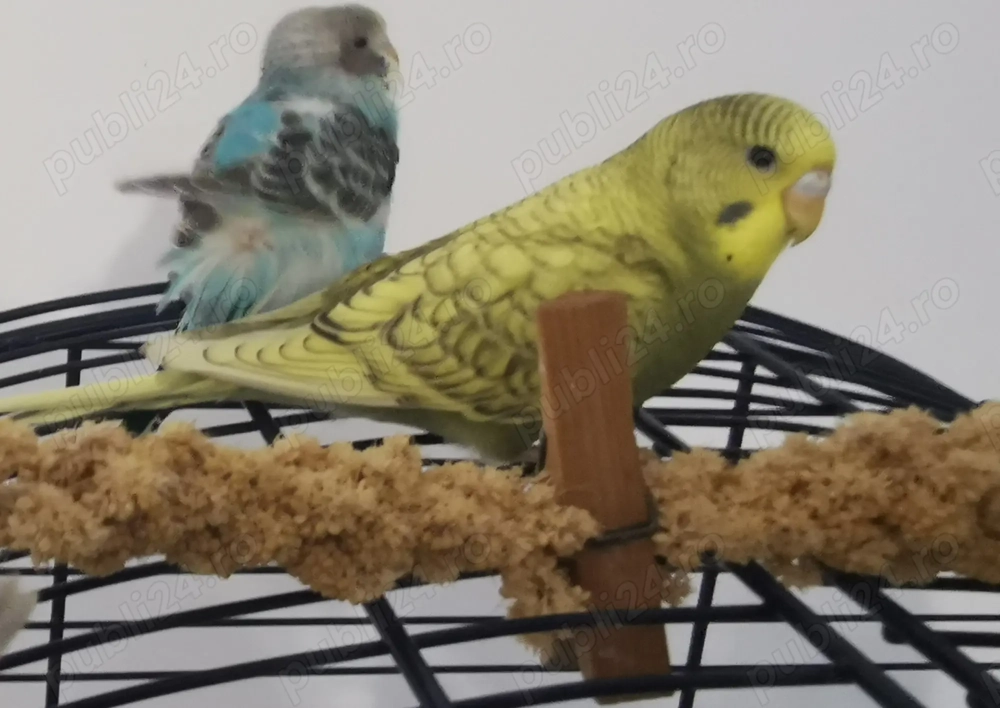 Perusi de vanzare Perusi de vanzare