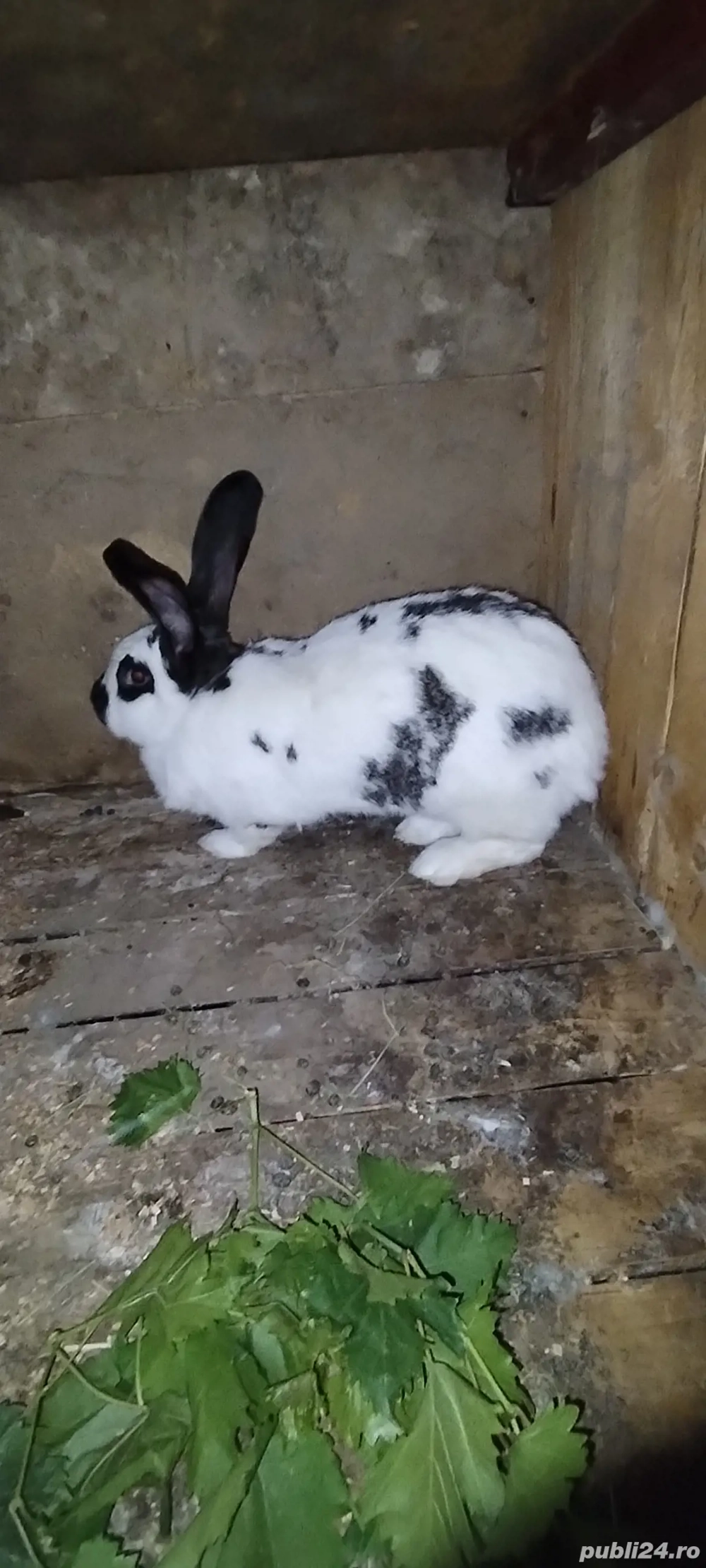 Iepurita de vânzare 