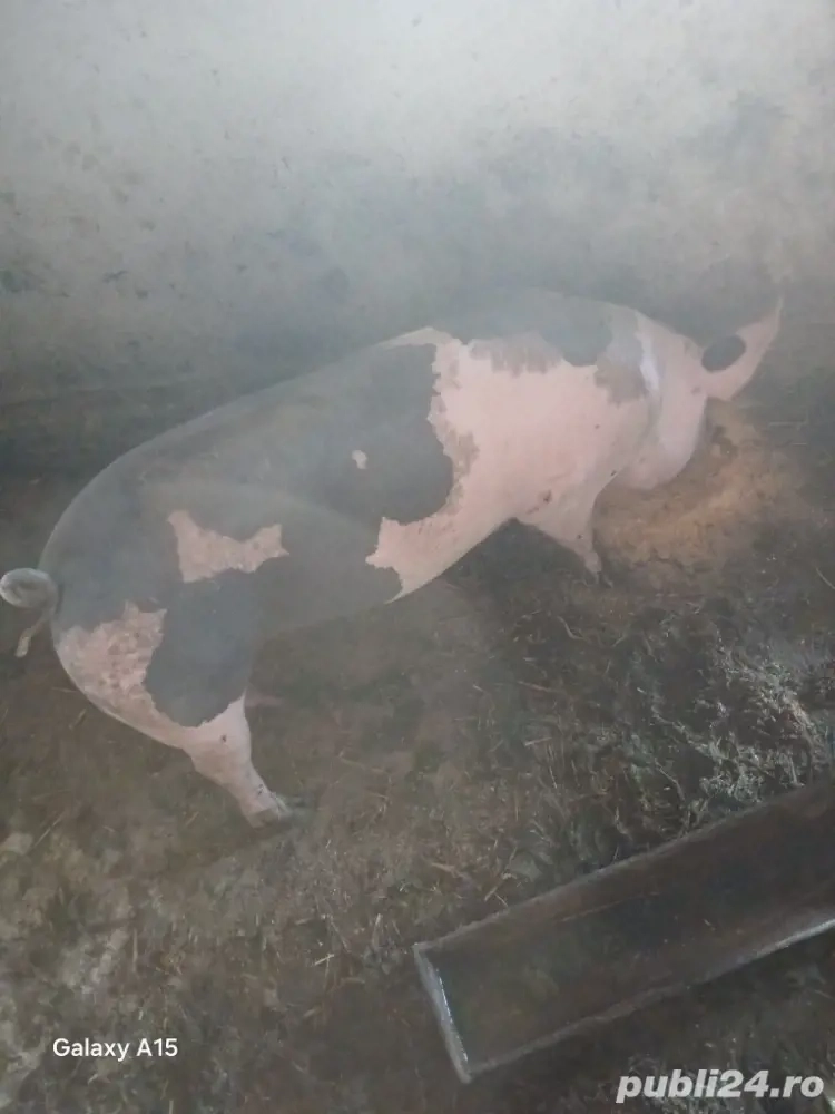 vând  porci de  carne