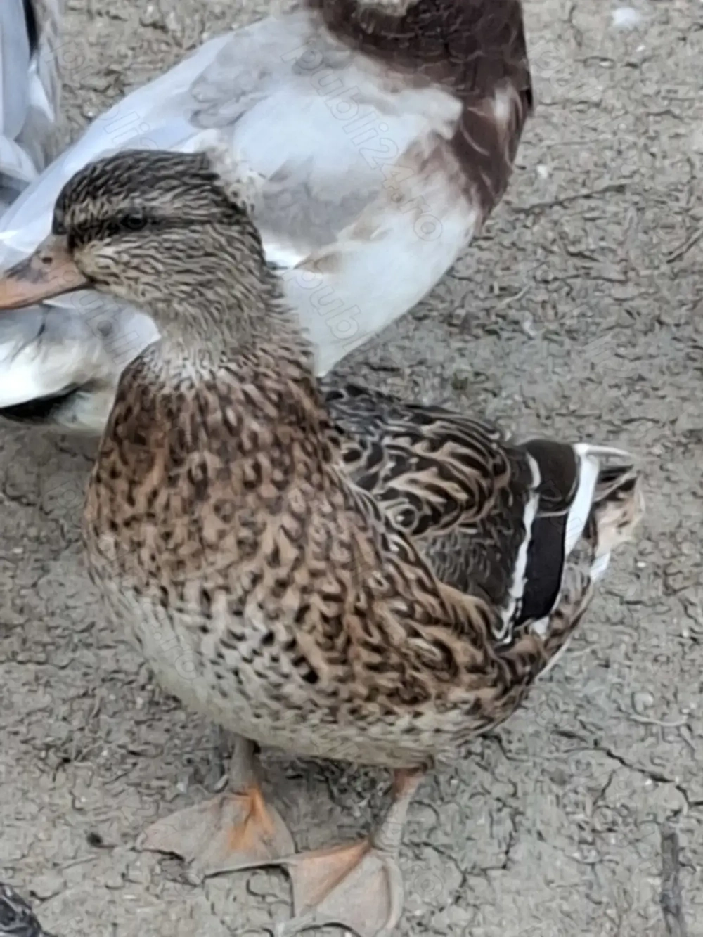 Vând schimb rățuște pitice olandeze