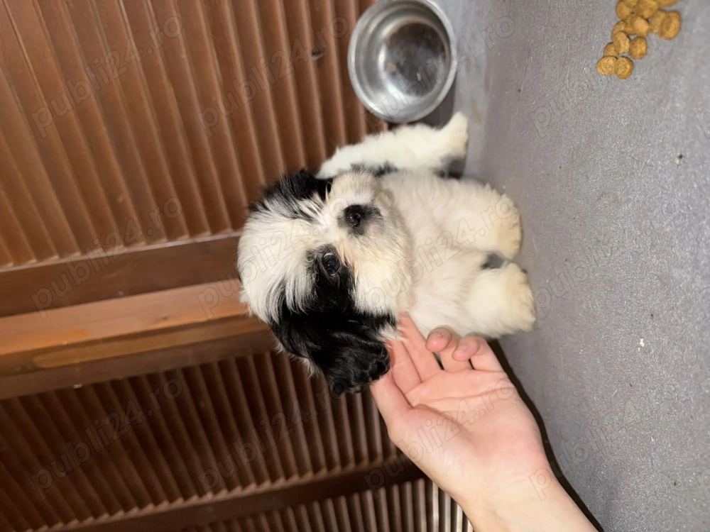 Catei Shih Tzu de vanzare Catei Shih Tzu de vanzare