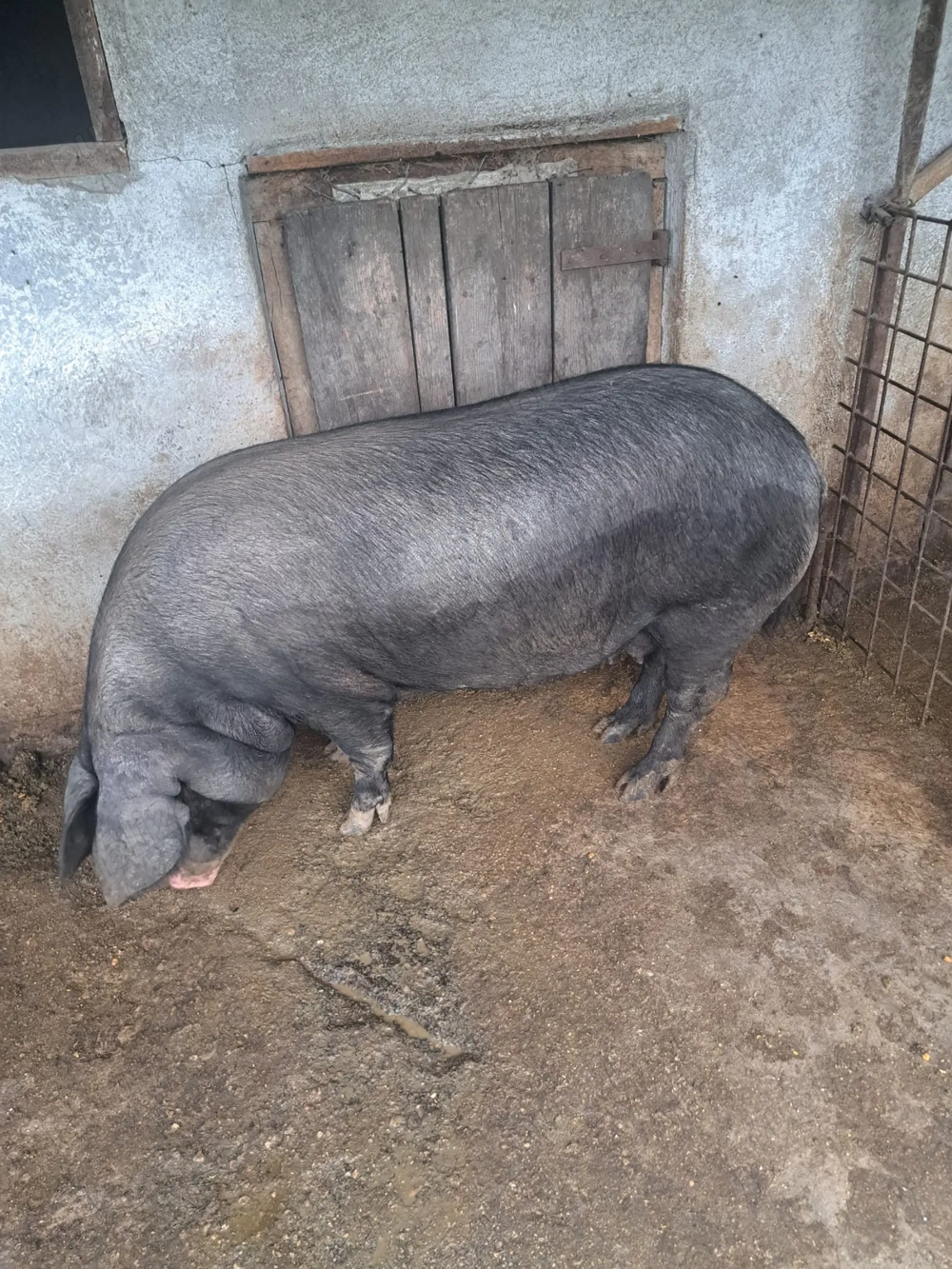 Vând scroafă gestantă din 2 iulie