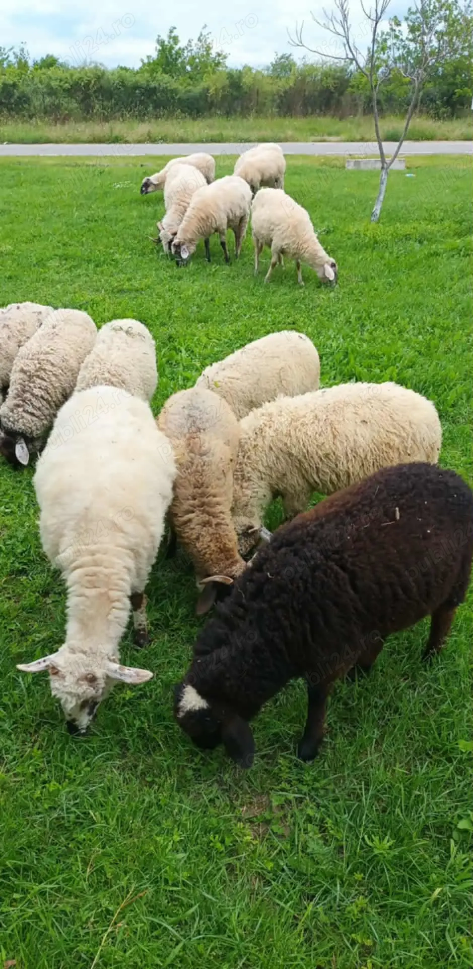 Vând berbeci de anul acesta Vând berbeci de anul acesta