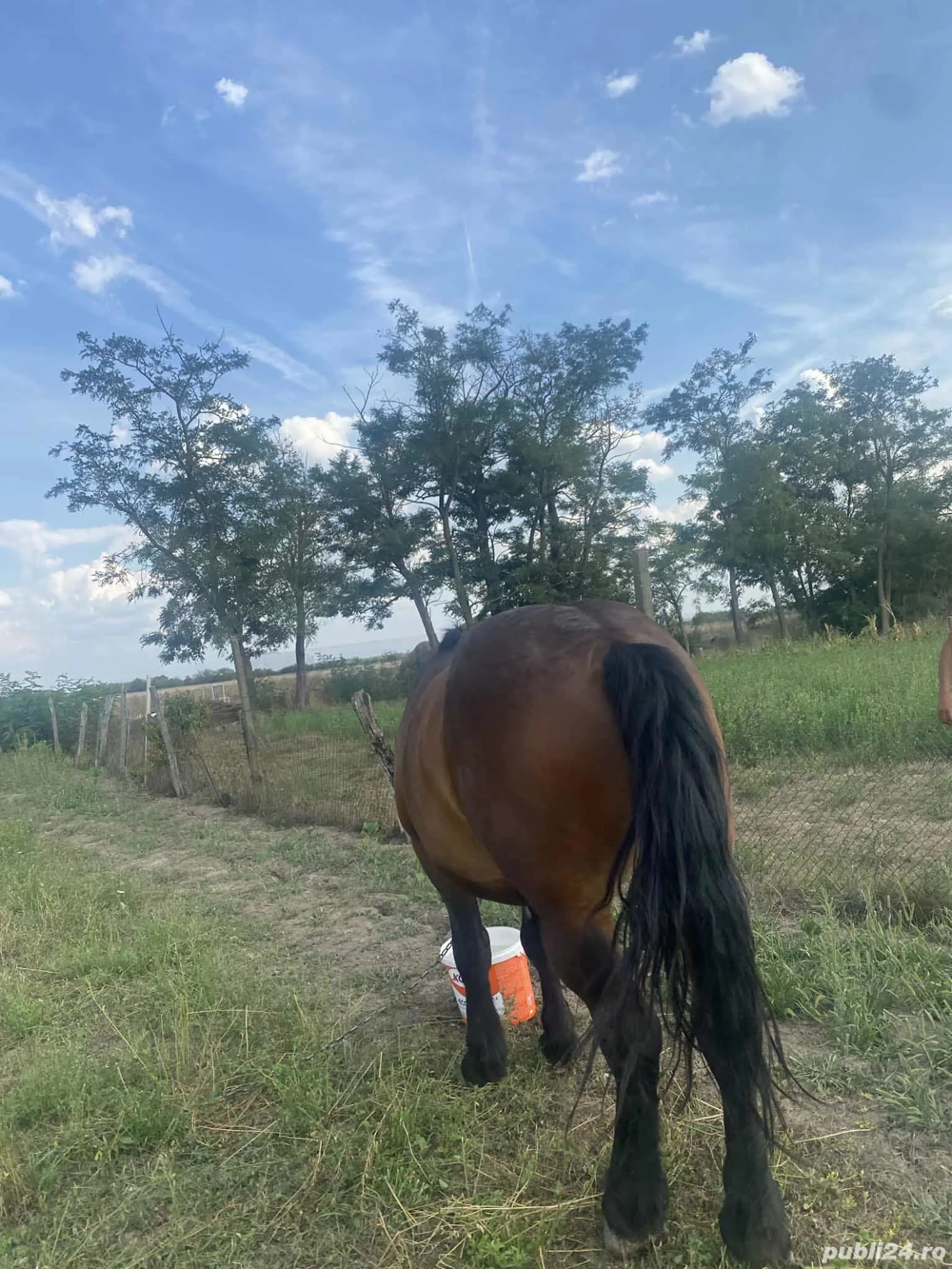 vand cal castrat 10 ani 