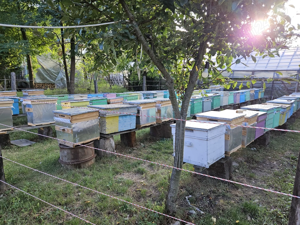 Stupi de albine carpatine