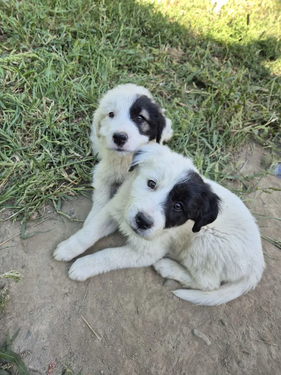 Pui căței drăguți si ascultatori