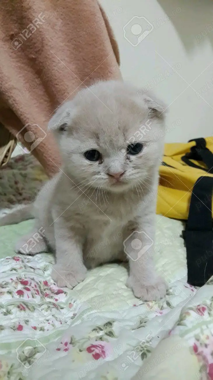 scottish si british cream scottish si british cream