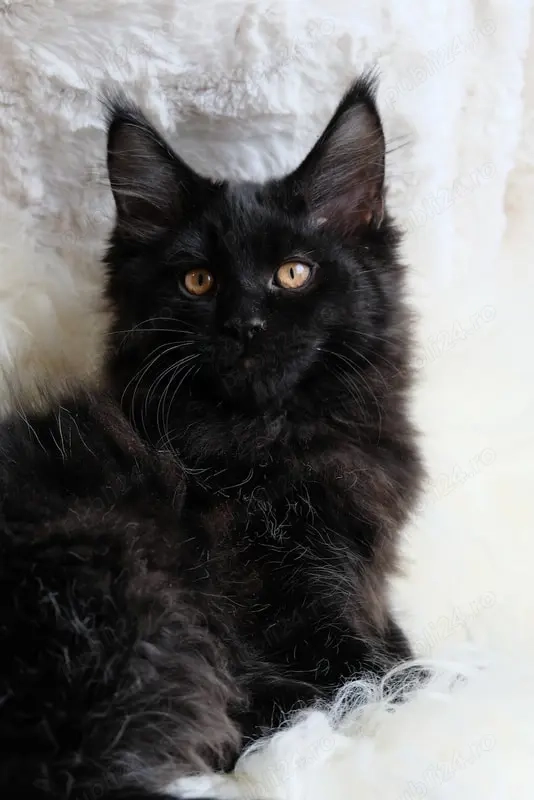 siberiana de padure asigur transport contra cost.