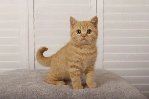 british cream si oranje