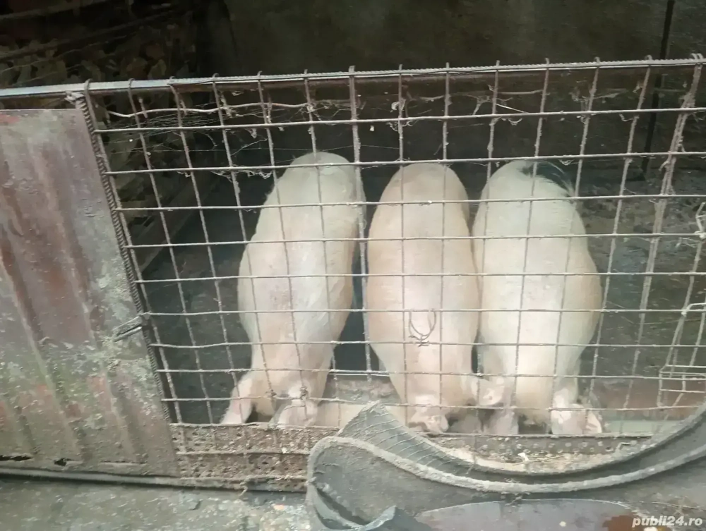 vînd trei porci  vînd trei porci