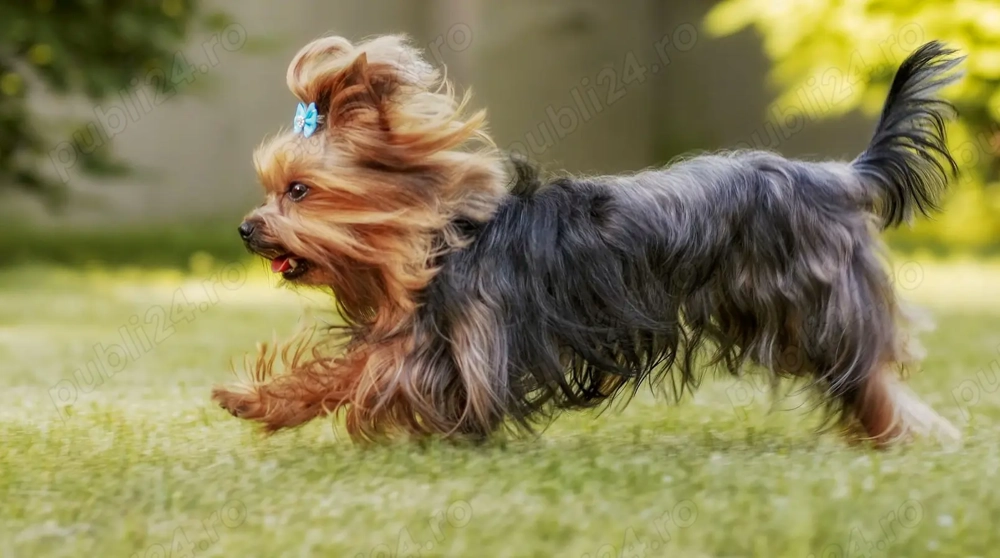 Donez catel yorkshire terrier