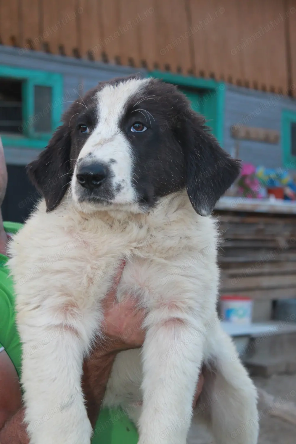 Ciobănesc de Bucovina  Ciobănesc de Bucovina