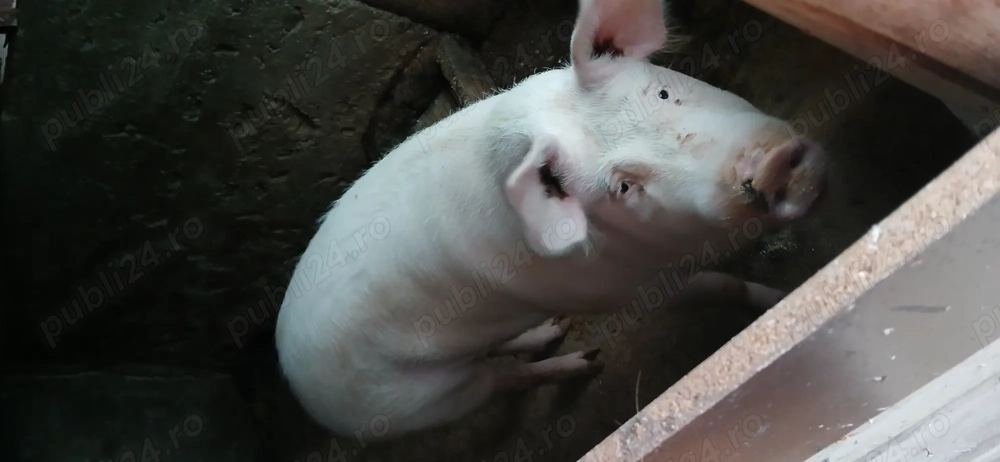 Vand porci 120   150 kg