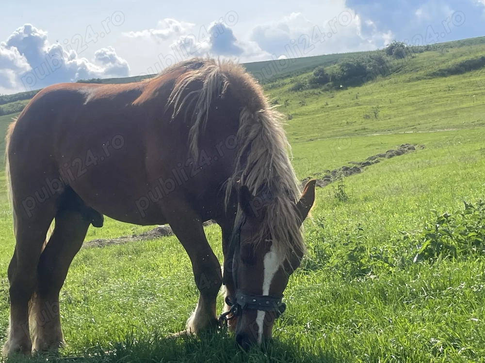 Vand armasar de 2 ani  Vand armasar de 2 ani