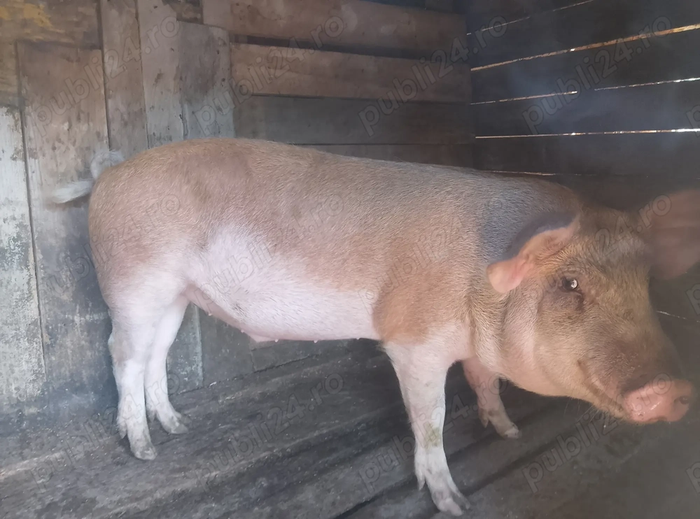 Vând șoldan de 60 kg mai multe detalii la telefon