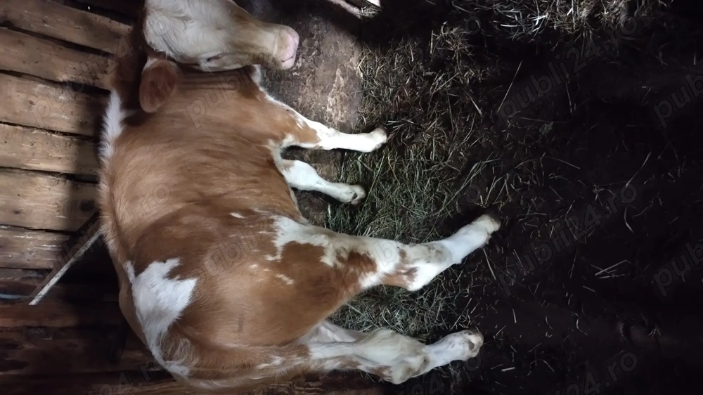 Vând vitica rasa bălțată romaneasca