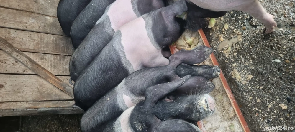 de plecare  soldani 40 60 kg