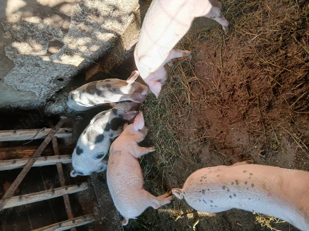 Vînd două purcele 25 kg rasă pietrean Vînd două purcele 25 kg rasă pietrean