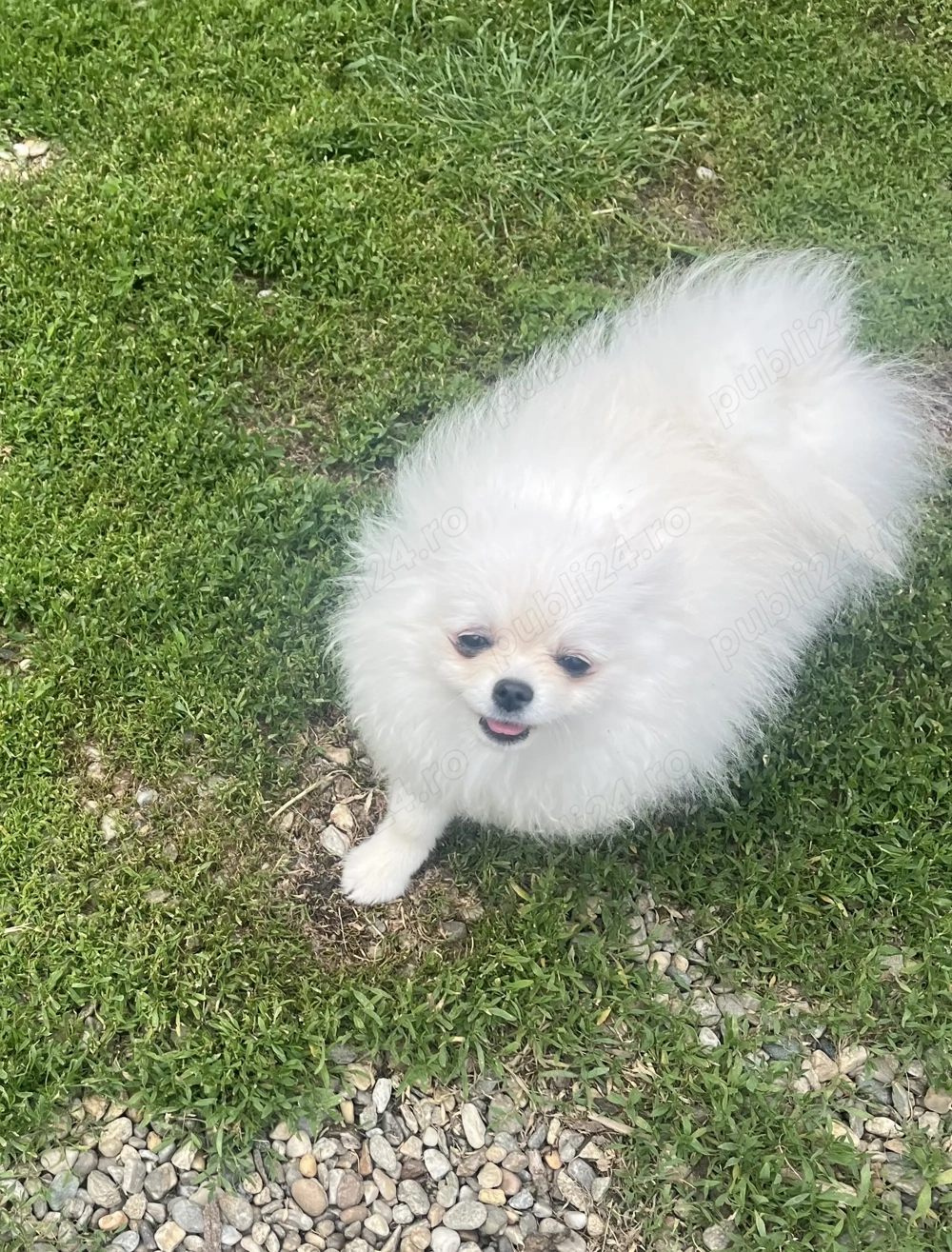 Fetița Pomeranian pedigree FCI 