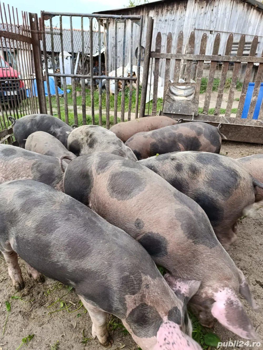 vand grasuni 25-35kg vand grasuni 25-35kg