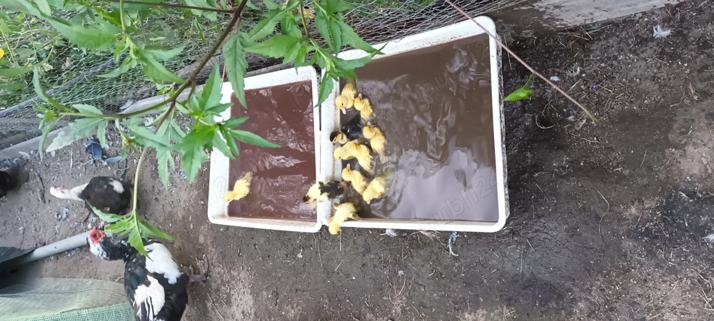 Vand boboci de rața muta