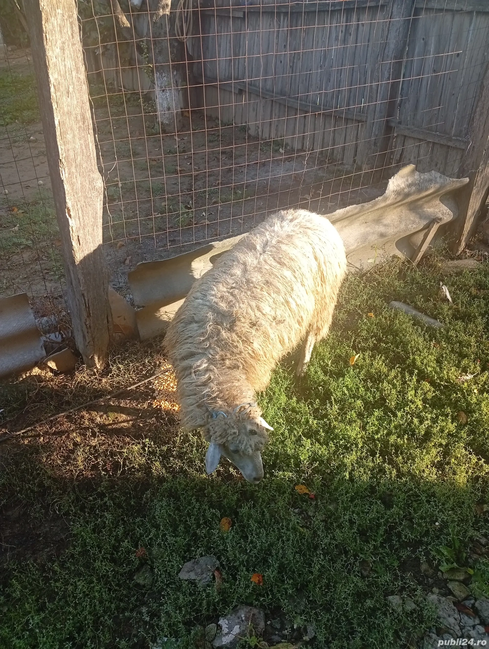 vand sau schimb cu purcei vand sau schimb cu purcei