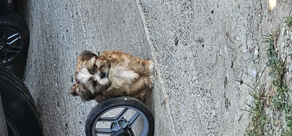 Shihtzu de vanzare  Shihtzu de vanzare