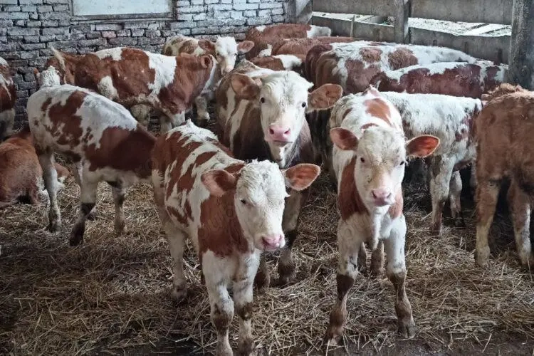 Vând viței sugari și înțărcați 