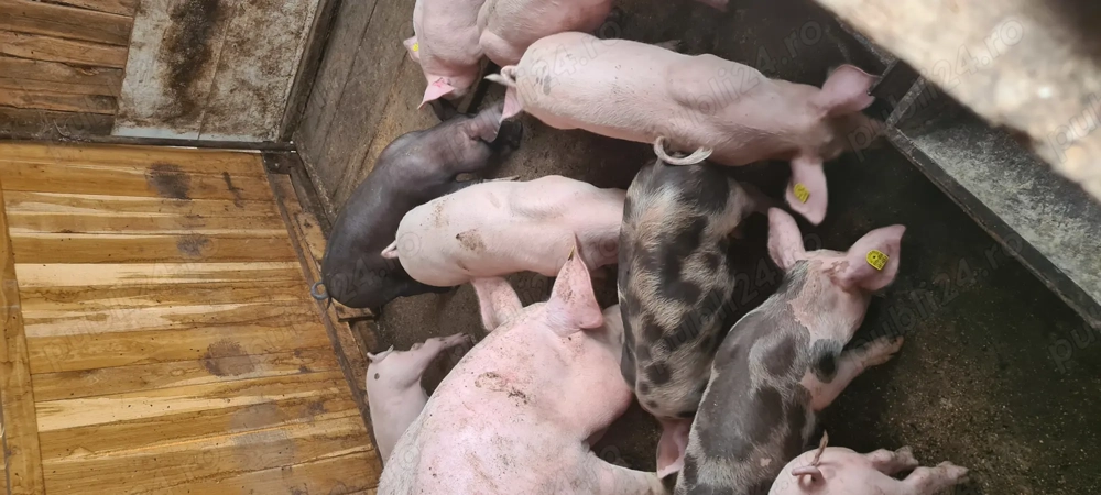 Vând grăsuni marele alb  Vând grăsuni marele alb