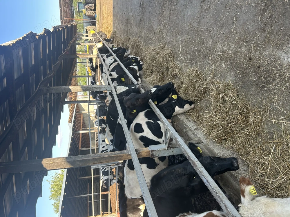 Ferma vaci de lapte caută băiat sau familie 