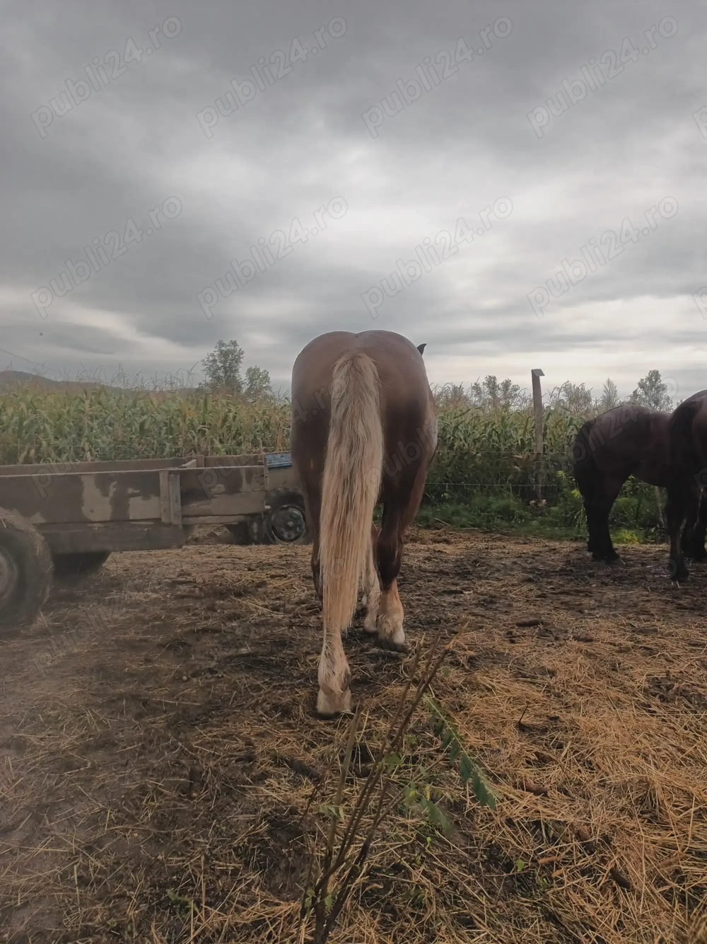 Manz 1 an si 4 luni Manz 1 an si 4 luni