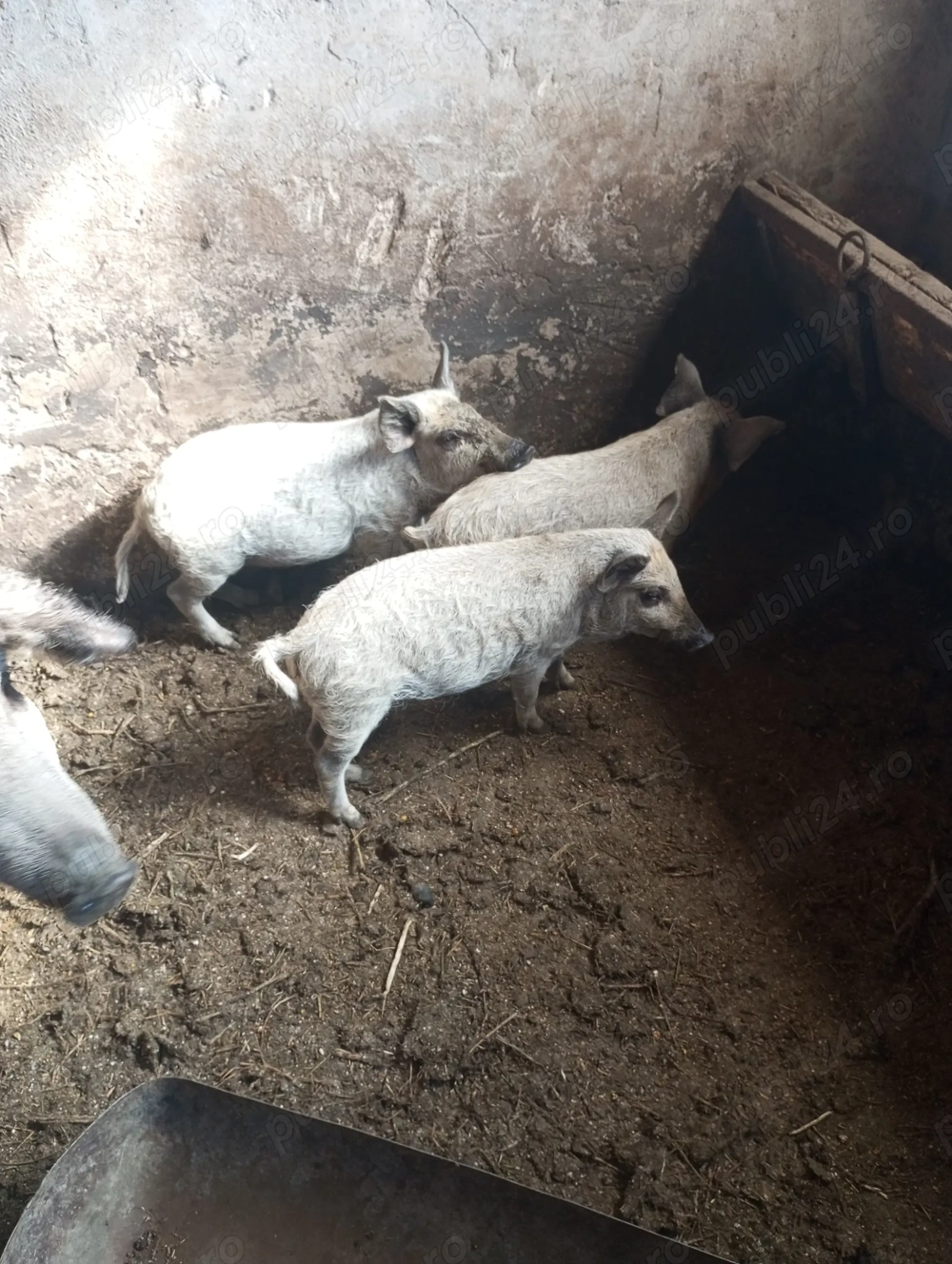 Vând purceii mangalița  Vând purceii mangalița